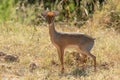 Kirk dik-dik stands in grass watching camera Royalty Free Stock Photo