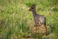 Kirk dik-dik with turned head in grass Royalty Free Stock Photo