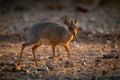 Kirk dik-dik walks over scree at sunrise Royalty Free Stock Photo