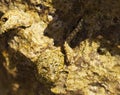 The Kirk`s blenny Alticus kirkii is a species of combtooth blenny family Blenniidae. Royalty Free Stock Photo