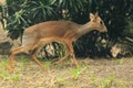 Kirk's dik-dik