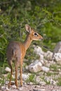 Kirk's Dik-Dik