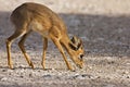 Kirk's Dik-Dik