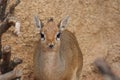 Kirk's Dik-dik - Madoqua kirkii Royalty Free Stock Photo