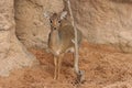 Kirk's Dik-dik - Madoqua kirkii Royalty Free Stock Photo