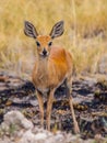 Kirk's dik-dik (Madoqua kirkii)