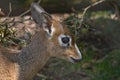 Kirk's dik-dik- small antelope