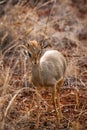 Kirk`s dik dik standing in savanna grassland at Masai Mara National Reserve Kenya