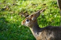 Kirk\'s dik-dik looking out Royalty Free Stock Photo