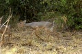 Kirk`s Dik Dik, madoqua kirkii, Adult standing on Dry Grass, Masai Mara Park in Kenya