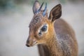 Kirk`s dik-dik Madoqua kirkii antelope.