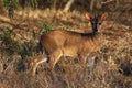 Kirk`s dik-dik Madoqua kirkii in the bush