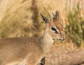 Kirk`s Dik-Dik small African antelope closeup in Serengeti of Africa