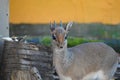 Kirk\'s dik-dik in the sun Royalty Free Stock Photo
