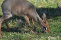 Kirk`s dik-dik Madoqua kirkii