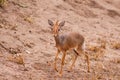 Kirk's Dikdik - Lake Manyara NP Royalty Free Stock Photo