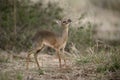 Kirk's dikdik, Rhynchotragus kirki Royalty Free Stock Photo