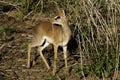 Kirk's dikdik, Tanzania Royalty Free Stock Photo