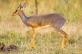 Kirks Dikdik Female Portrait Royalty Free Stock Photo