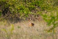 Kirks Dikdik Female Running Royalty Free Stock Photo