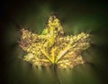 Kirlian glowing photography of beautiful autumn leaves showing a high amout of energy