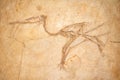 Kirov. Russia - 05.08.2021 pterosaur fossil in the Kirov Paleontological Museum. Pterosaurs were winged reptiles that