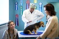 Kirov, Russia - September 13, 2019: Professional vet doctor and nurce examine small adult dog with her female owner. Caucasian fat