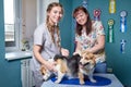 Kirov, Russia - September 13, 2019: Professional vet funny female doctor and woman who is owner of small dog posing together with