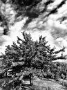 Kirschbaum black and white Royalty Free Stock Photo