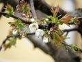 Cherry blossoms with a raindrop