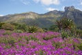 Kirstenbosch Royalty Free Stock Photo