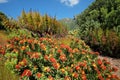 Kirstenbosch botanical gardens