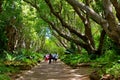 Kirstenbosch national botanical garden Royalty Free Stock Photo