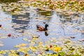 Kiryat Sefer Park in Tel Aviv Royalty Free Stock Photo