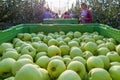 Golden delicious apple picking in an orchard