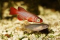 Kisaki Killi Killifish Male and Female Nothobranchius flammicomantis Killi aquarium fish Royalty Free Stock Photo