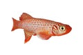 Kisaki Killifish Nothobranchius flammicomantis Killi aquarium fish