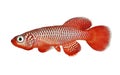 Kisaki Killifish Nothobranchius flammicomantis Killi aquarium fish Royalty Free Stock Photo