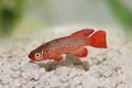 Kisaki Killifish Nothobranchius flammicomantis Killi aquarium fish Royalty Free Stock Photo