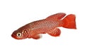 Kisaki Killifish Nothobranchius flammicomantis Killi aquarium fish Royalty Free Stock Photo