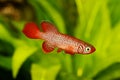 Kisaki Killifish Nothobranchius flammicomantis Killi aquarium fish