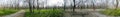 Kiseleff park 360 degrees panorama Royalty Free Stock Photo