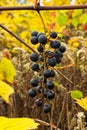 Kishmish grapes on a plant in autumn