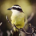 Kiskadee on branch