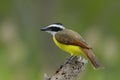 Kiskadee Flycatcher