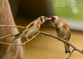 Kiss, bird feeding of two goldfinches