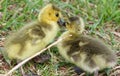 A kiss of chicks of the Canada geese Royalty Free Stock Photo