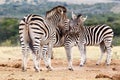 Kiss The Girl - Burchell's Zebra