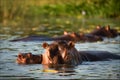 Kiss hippopotamus. Royalty Free Stock Photo