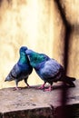 Kiss - pigeon kissing - bird romance